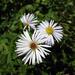 Climbing Aster - Photo (c) Jason Sharp, all rights reserved, uploaded by SharpJ99