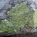 Map Lichens - Photo (c) Tig, all rights reserved