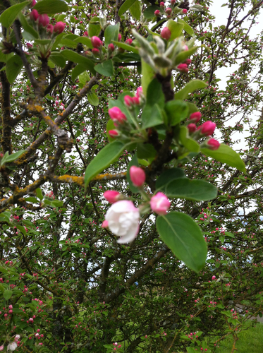 oregon crab apple Malus fusca observed by hsin119 at 0226 PM PDT on Apr 