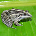 Leptodactylus fuscus - Photo (c) juandaza, כל הזכויות שמורות, uploaded by juandaza