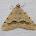 Signate Looper Moth - Photo (c) BJ Stacey, all rights reserved