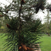 shore pine - Photo (c) twitwer, all rights reserved