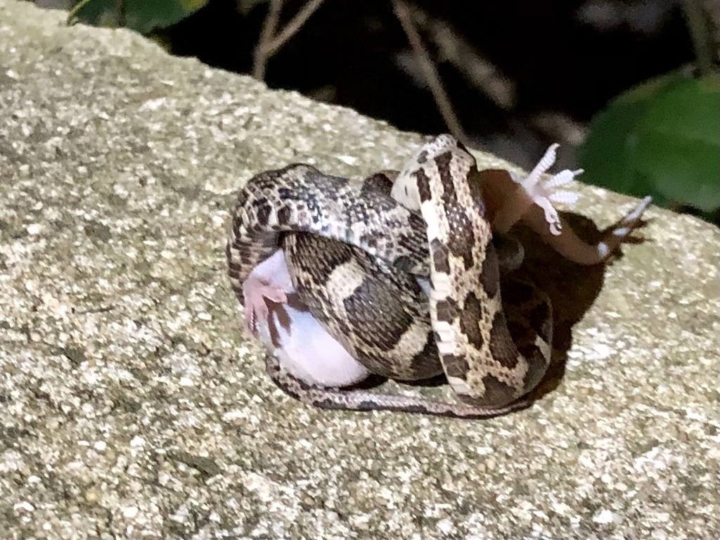 Western Ratsnake From Bonnell Vista St Austin Tx Us On October