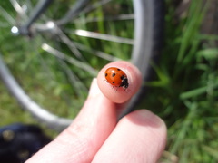 Small
