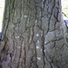 Square