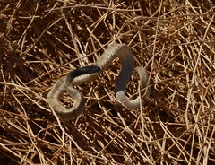 Small