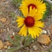 Great Blanketflower - Photo (c) fm5050, all rights reserved