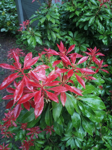 Medium