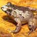 Charles Darwin's Eastern Frog - Photo (c) chandra mouli, all rights reserved, uploaded by chandra mouli