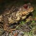 Spiny Toad - Photo (c) snake, all rights reserved, uploaded by snake snake