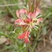 Oenothera suffrutescens - Photo (c) fm5050, כל הזכויות שמורות, uploaded by fm5050