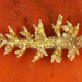Eubranchus rustyus - Photo (c) Gary McDonald, todos os direitos reservados, uploaded by Gary McDonald
