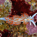 Thick-horned Nudibranch - Photo (c) Gary McDonald, all rights reserved, uploaded by Gary McDonald