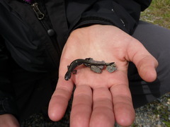 Small