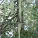 Square