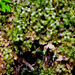 Square