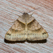 Clover Looper Moth - Photo (c) treichard, all rights reserved, uploaded by Timothy Reichard