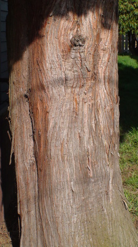 Medium