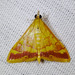 Pyrausta pseudonythesalis - Photo (c) BJ Stacey, all rights reserved