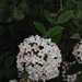 Square
