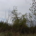Square
