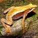 San Lorenzo Harlequin Toad - Photo (c) Beto_Rueda, all rights reserved, uploaded by Beto_Rueda