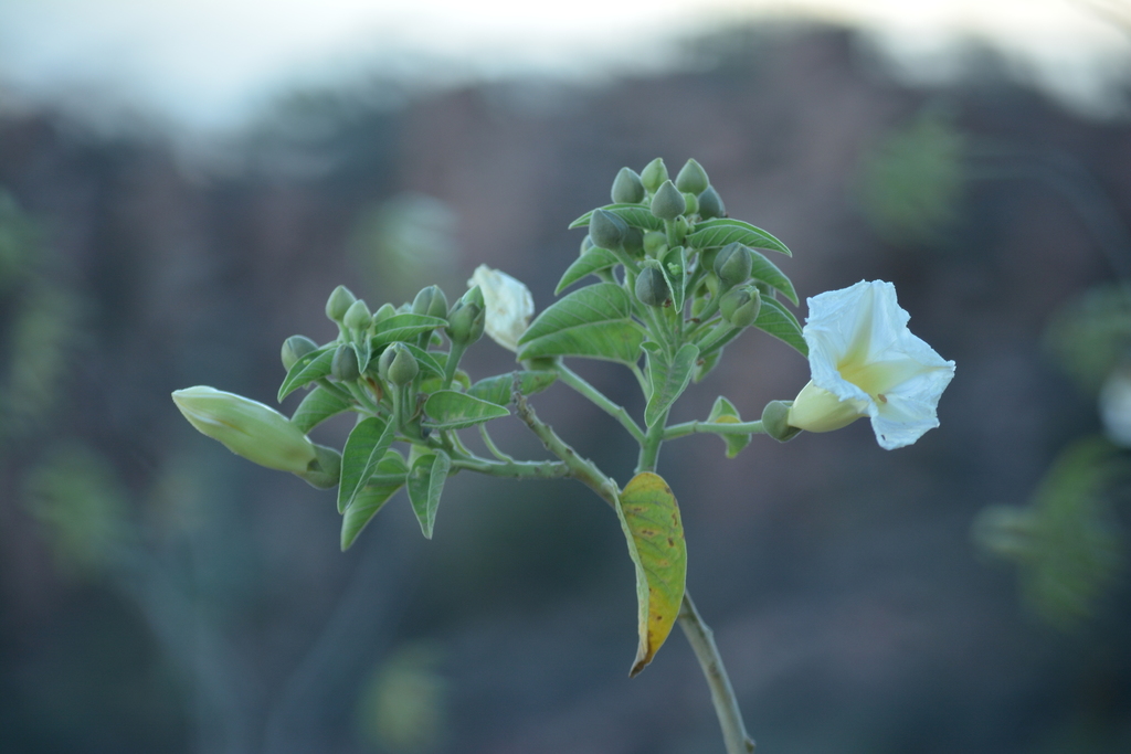 Ipomoea Arborescens From Guaymas Son M Xico On November At