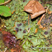 Solorina crocea - Photo (c) mossy, todos los derechos reservados, subido por mossy