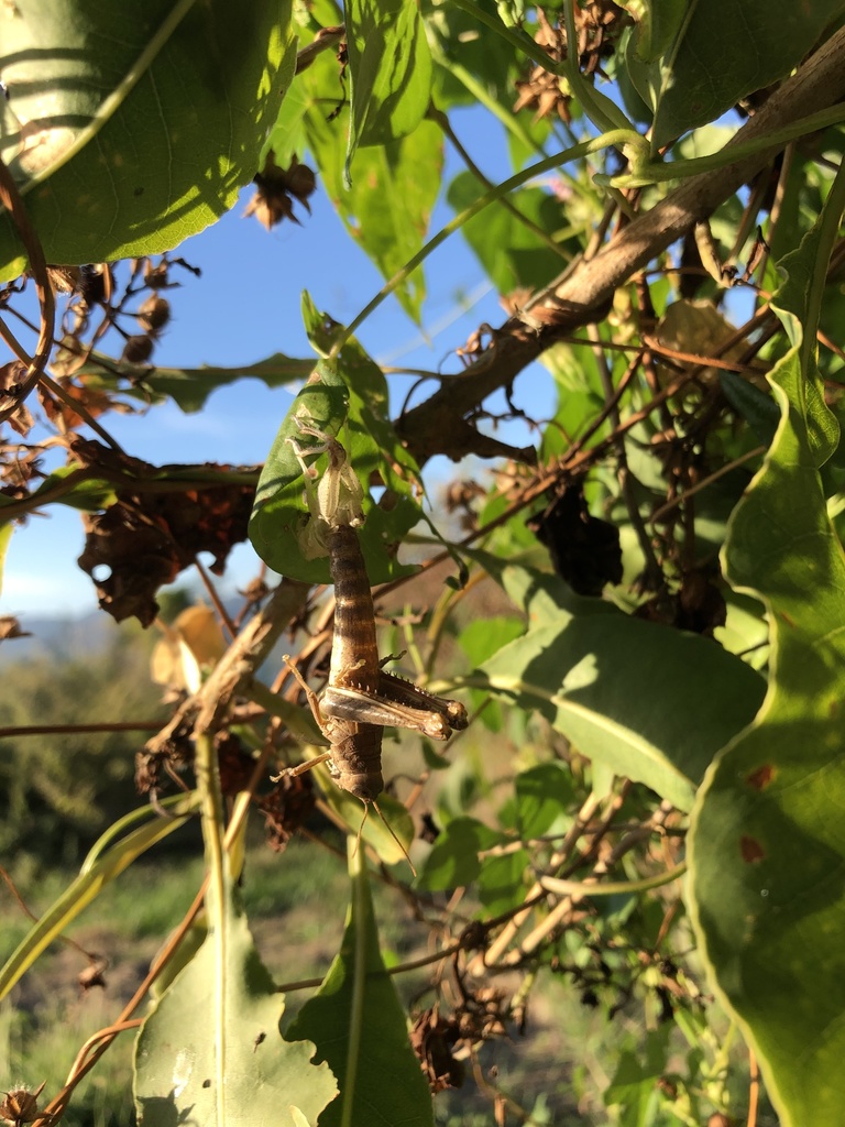 Grasshoppers Locusts And Allies From Townsville Qld Australia On May