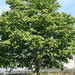 Square