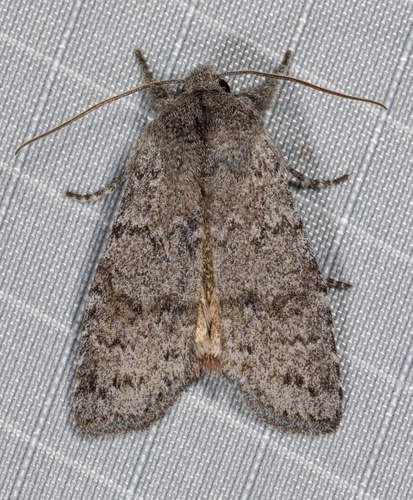 Lithophane Tephrina Inaturalist United Kingdom