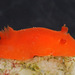 Red Sponge Dorid - Photo (c) Gary McDonald, all rights reserved, uploaded by Gary McDonald