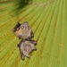 Lesser Short-nosed Fruit Bat - Photo (c) dave_k_h, all rights reserved, uploaded by dave_k_h