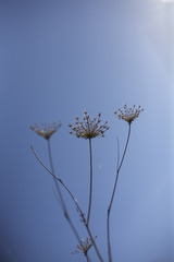Small