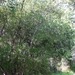Square