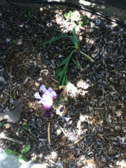 Small