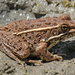 Plains Leopard Frog - Photo (c) James N. Stuart, all rights reserved