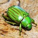 Escarabajos Gema - Photo (c) Jay Keller, todos los derechos reservados, uploaded by Jay L. Keller