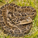 Mexican Pygmy Rattlesnake - Photo (c) Elí García-Padilla, all rights reserved, uploaded by Elí García-Padilla
