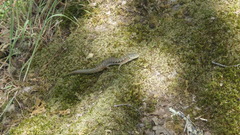 Small
