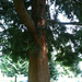 Square