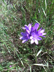 Small