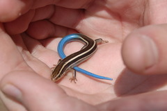 Small