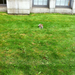 Square
