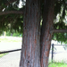 Square