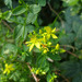 Dotted St. John's-Wort - Photo (c) Tig, all rights reserved, uploaded by Tig