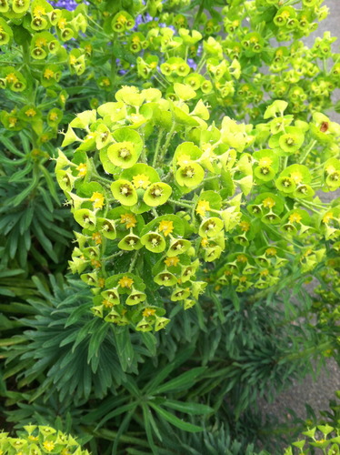 Medium