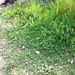 Square