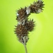 Carex normalis - Photo 由 Pete Woods 所上傳的 (c) Pete Woods，保留所有權利