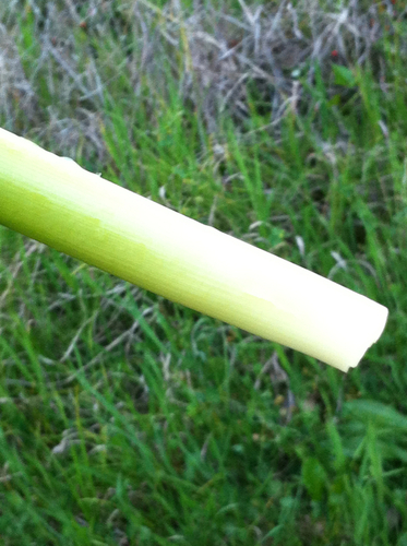Medium
